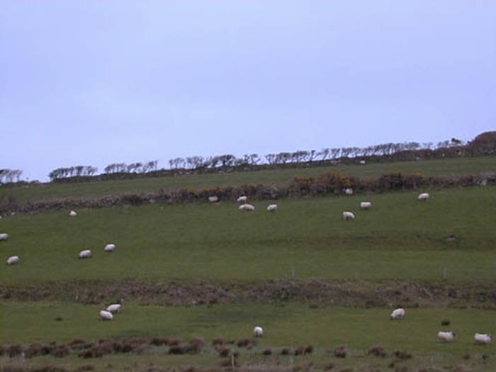Field of Sheep.jpg 32.2K